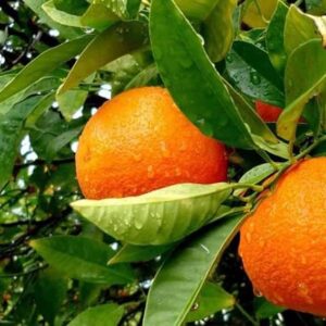 ১৯ পিচ   চারার কম্বো প্যাকেজ